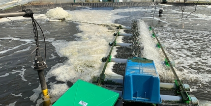 養殖用タンクの水質：Memosensセンサによる溶存酸素、pH、塩分濃度の監視