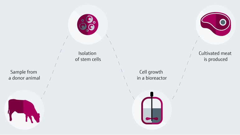 Production process of cultivated meat