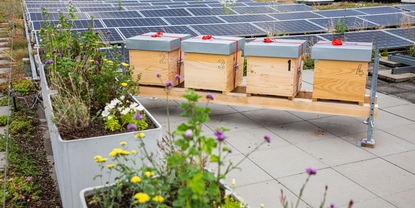 Endress＋Hauser Flowの屋上には、同社が所有するミツバチのコロニーがいくつかある。