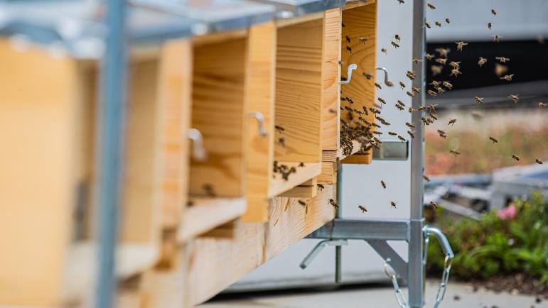 養蜂家としての訓練を受けた従業員が、小さなミツバチの世話をしている。